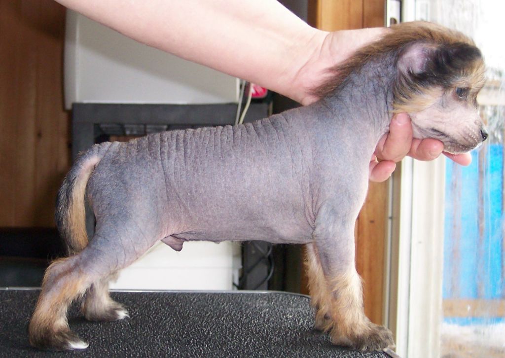 The Print Master thl