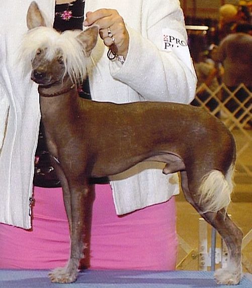 Pyramids Midnight Persuasion