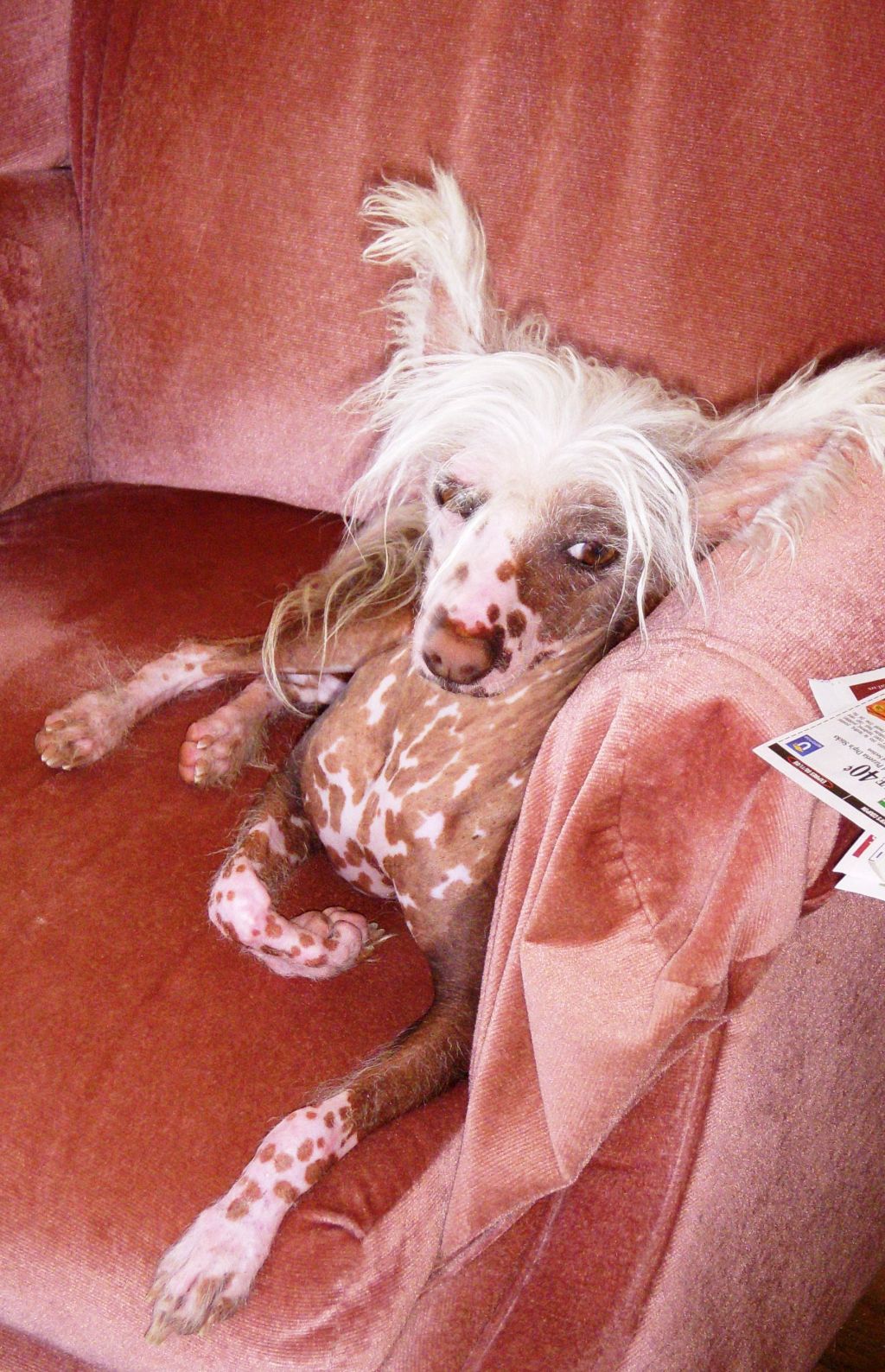 Pyramids Midnight Envy