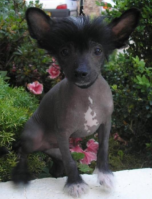 Of Fairy's Wings Charm Rock