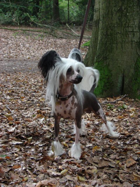 Giovanni Island Shangri-La