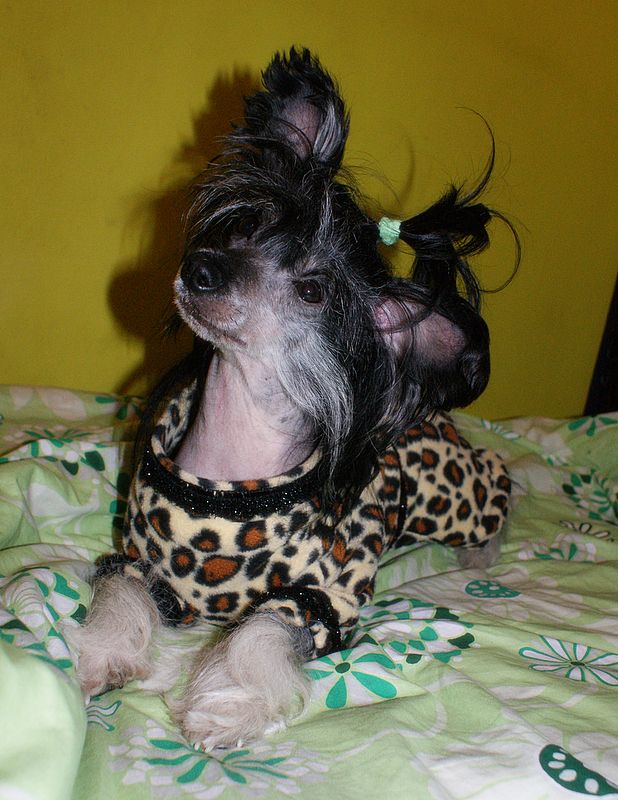 Shadow White Passion for Resuruss