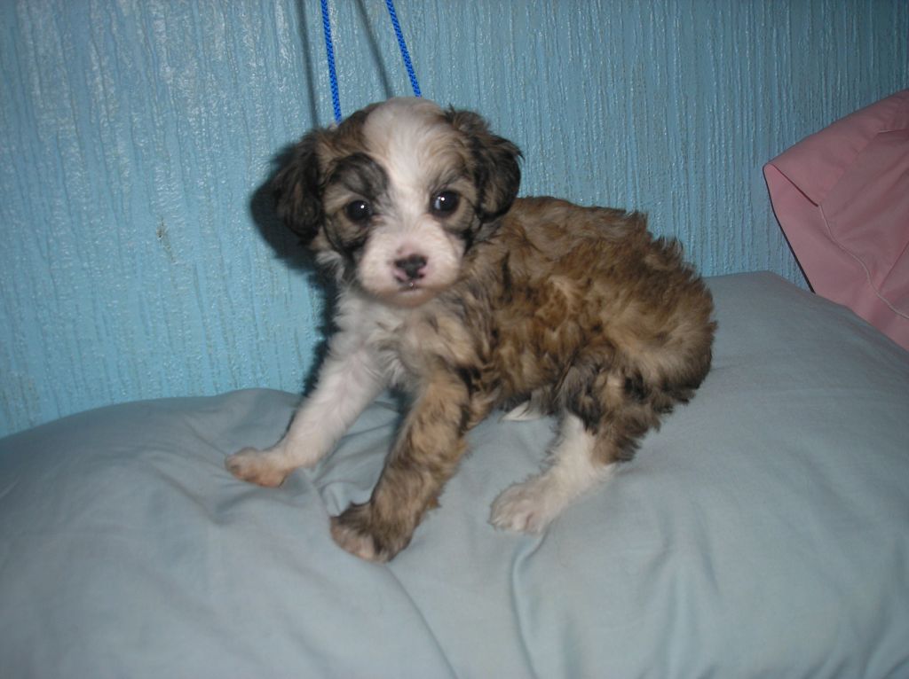 Of Fairy's Wings Changaï