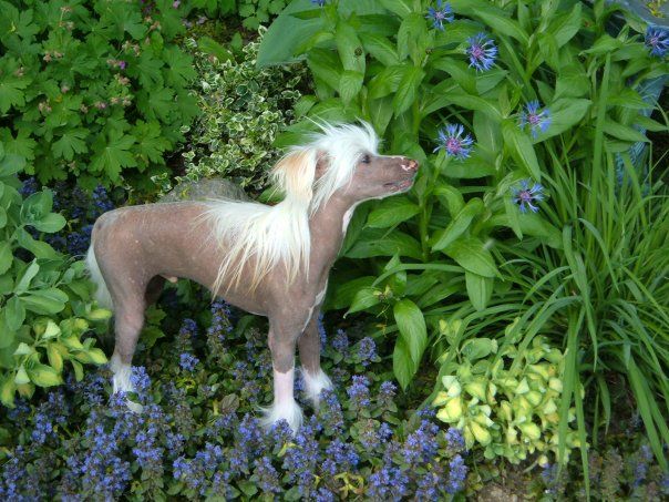 Orchid Katie's Chilly Willy 