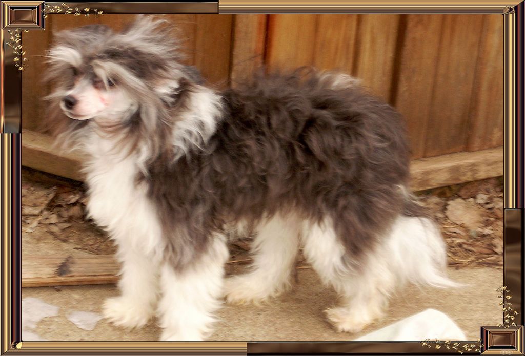 Trinity Lotus Flower Of China