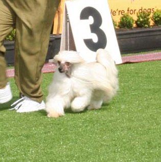 Mohawk Calgary Cowboy