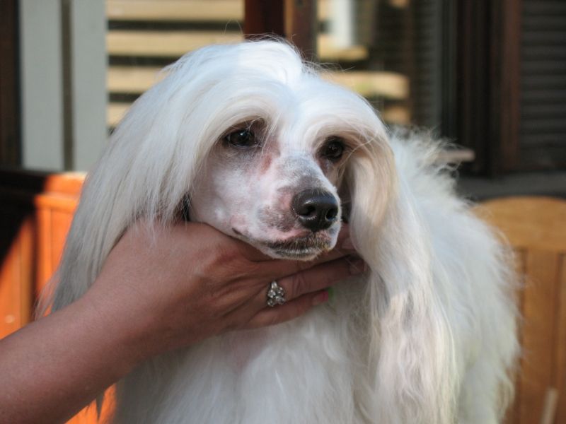 Fell Galloway Pazzda