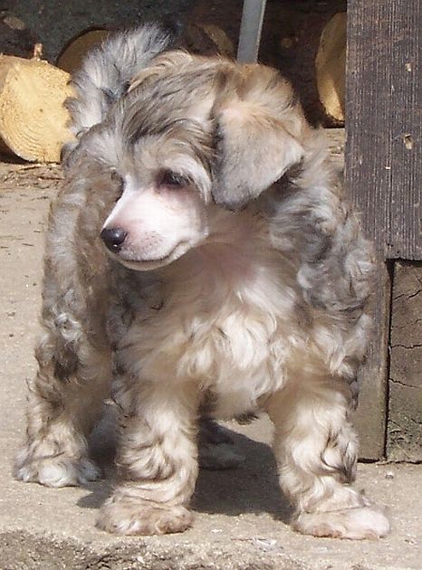 Florida Cracker Pazzda