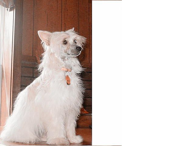 Pelkey's Princess Abigail Anne