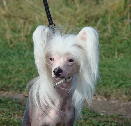 Zlato Dinastii Buffalo