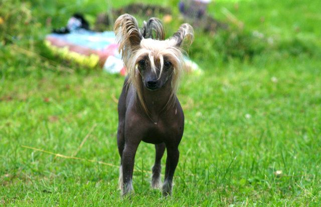 Lohamras Chilipepper