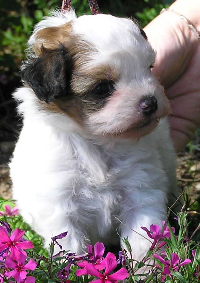 Bokate' Is That Your Final Answer