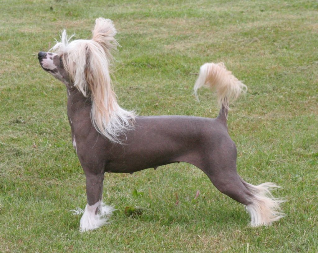 Reject's Sixth Angel