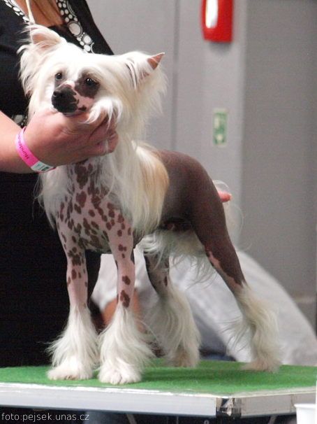 Tequila Sunrise Sua Sponte