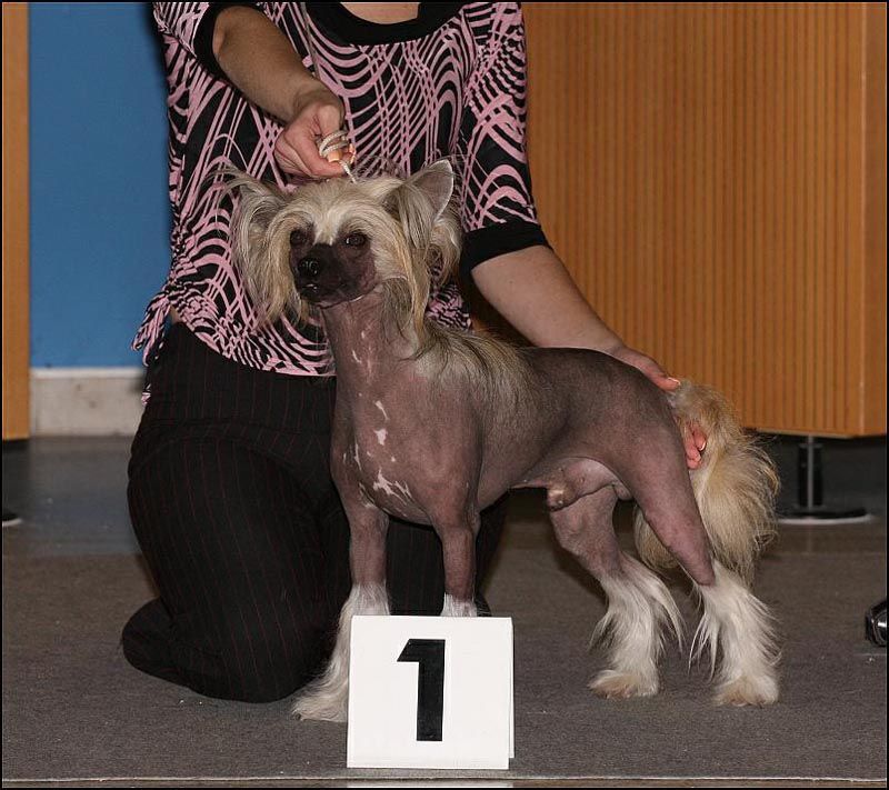 Tokay Mojito Sua Sponte