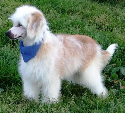 Cyklamen Pokerowy Zywot (fci)