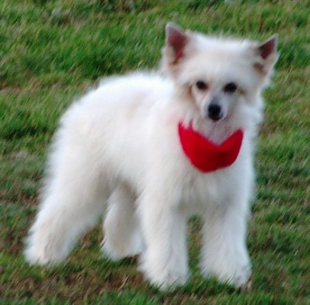 Cynobrowka Pokerowy Zywot FCI