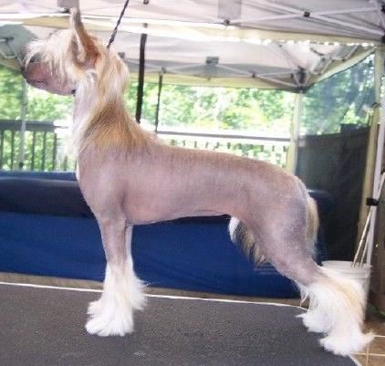 Crestyle Vin'Tage Toy' Box Hl 