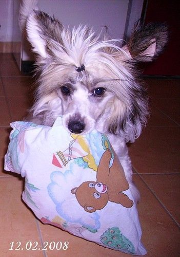 Caballero White z Perlového údolí