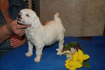 De La Mahafu's Snow White Flower