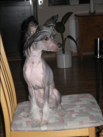 Angel of Rainbow's Mrstarlight