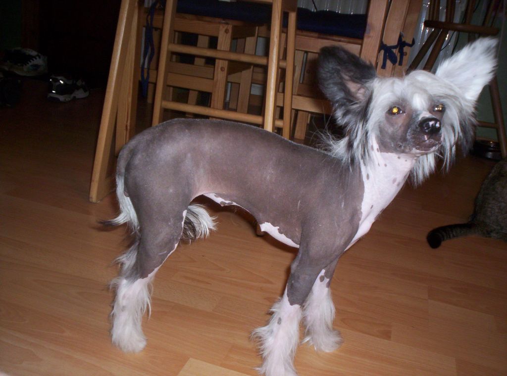 Angel of Rainbow's Tequilasunrise