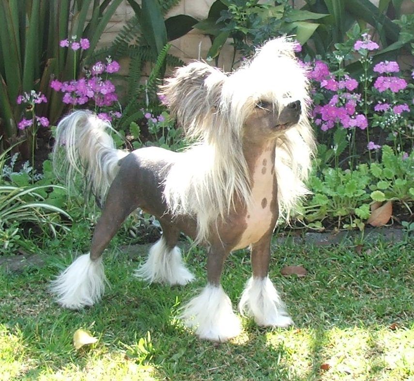 Dragon Moon Purple Heart