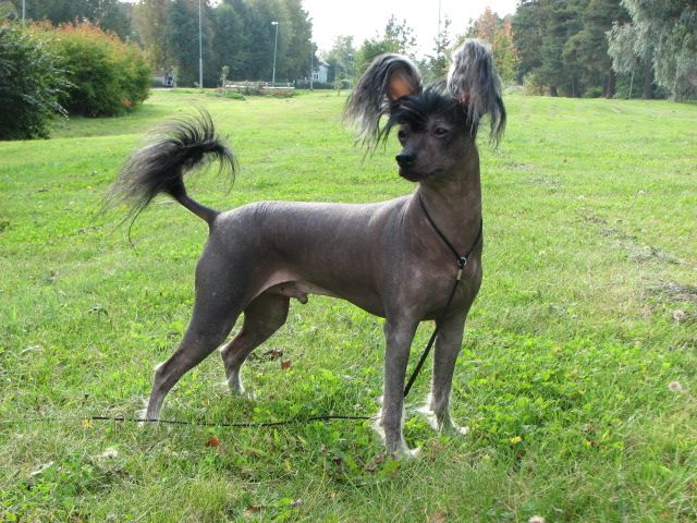 Arte Figure Avantgarde