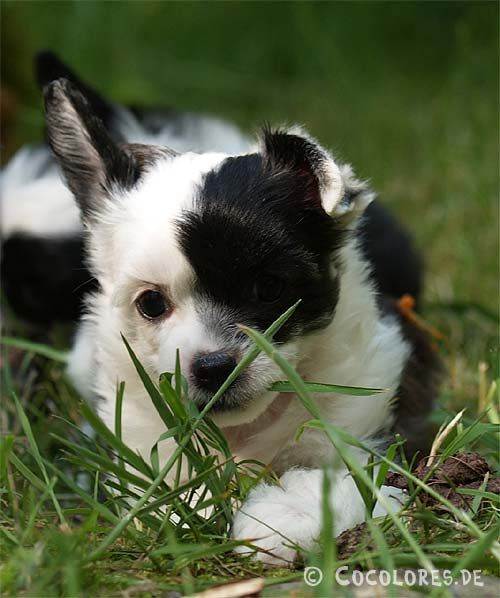 Cocolores Fata Morgana