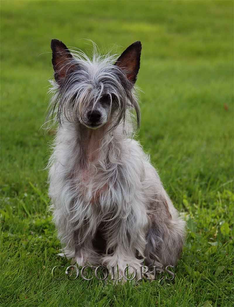 Cocolores Fairy-Tale