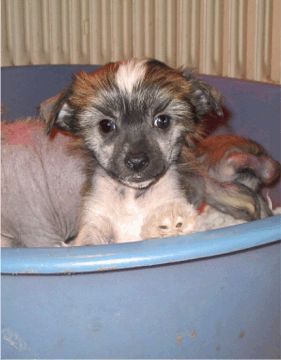 Spirit Of Mantra's Pingu Pingvin