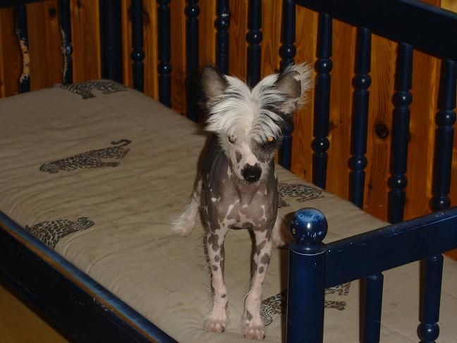 Alfastigen  Dero Trollpacka