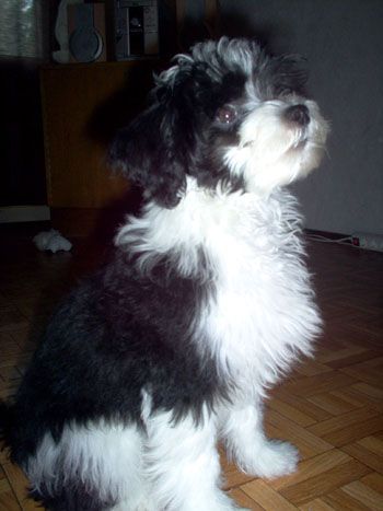 Kuminaaman EmilsAfterEight