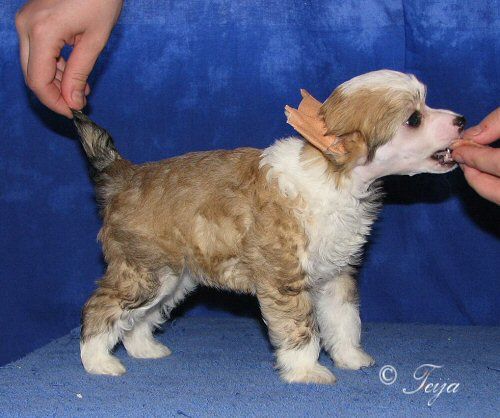 Sun Dan Earth Calling