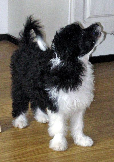 Kuminaaman Emil's Midnight