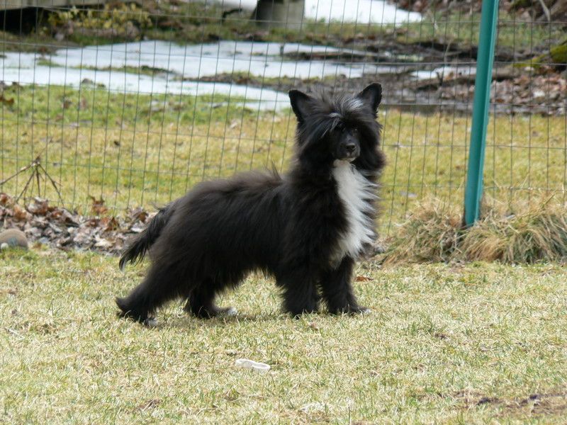 Camelot's Cast a Witch's Spell