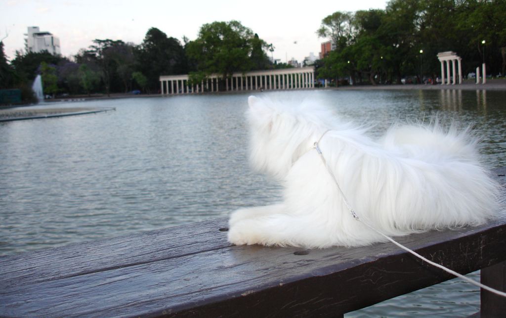 Venni Othelo Puff FalaZairroo