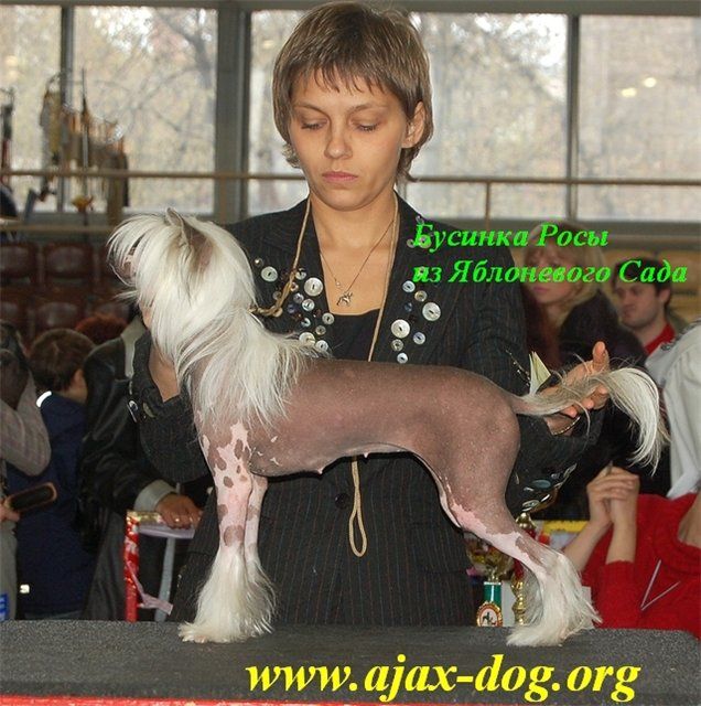 Businka Rosy iz Jablonevogo Sada