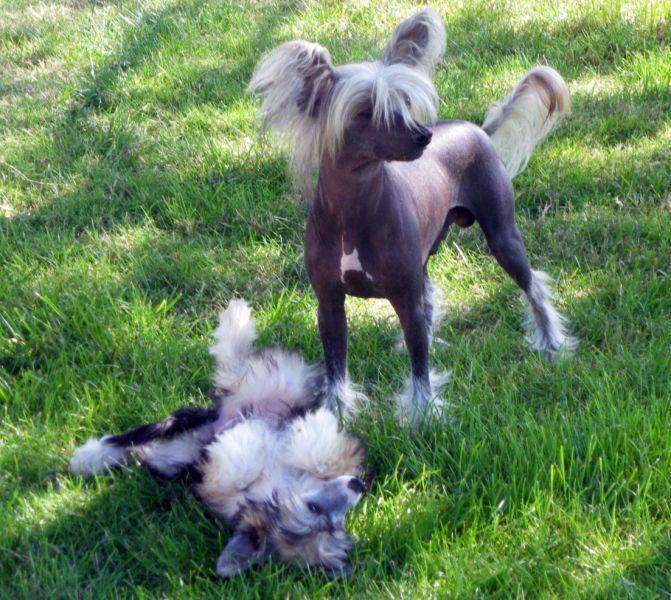 Oriental Jokes Clovis