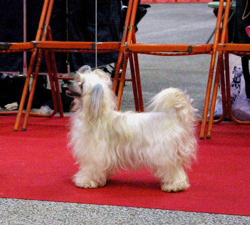 Oriental Jokes Caspar X-Trem