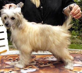 Oriental Jokes Cartier