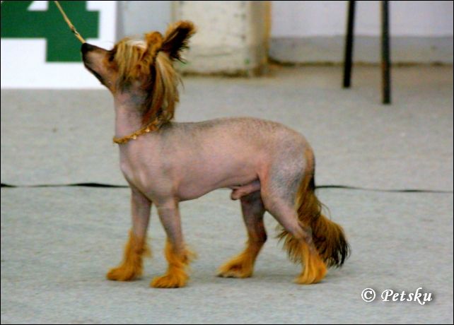 Stormblåstens Quetzalcoatl