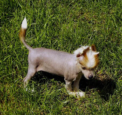 Oriental Jokes Chambord