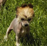 Oriental Jokes Chantilly