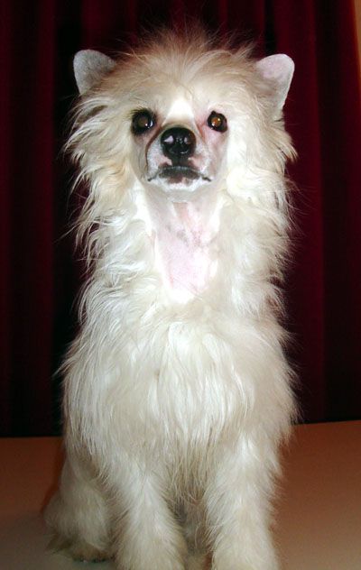 Oriental Jokes Cinderella