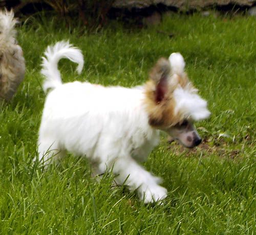 Oriental Jokes Cendrillon