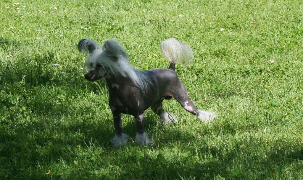 Corvette Stingray du Domaine du Président