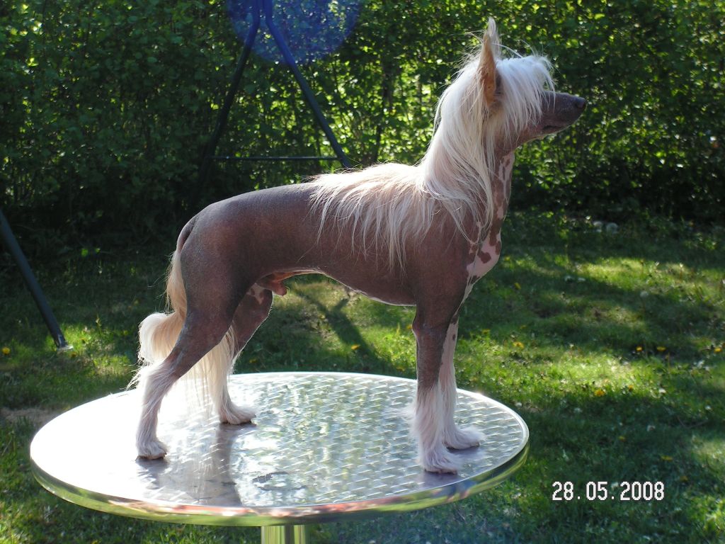 Dragon Moon I'm Eternal