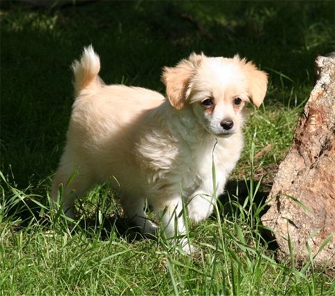 Dragon Moon Indian Summer