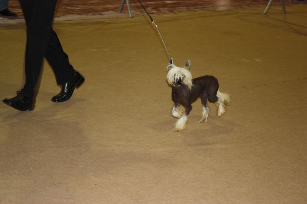 Oriental Jokes Caprice 